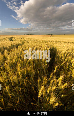 Landwirtschaftlichen Bereich in den Sommertag. Stockfoto