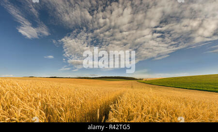 Landwirtschaftlichen Bereich in den Sommertag. Stockfoto