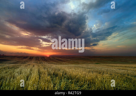 Landwirtschaft-Feld Stockfoto