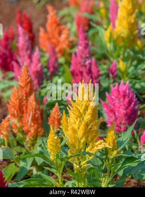 Bunt gefiederten cockscomb Blume Stockfoto
