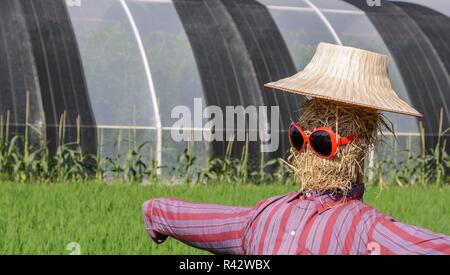 Vogelscheuche mit im Reisfeld sunglassed Stockfoto