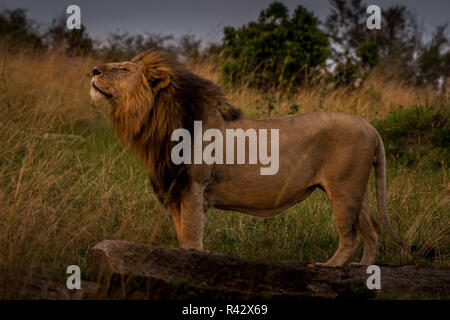 Dieses Bild von Lion ist in der Masai Mara in Kenia. Stockfoto