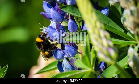 Bumblebee Stockfoto