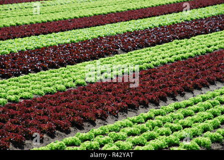 Veggie Lollo Rosso Salat Salat Salat Vegetarisch Vegetarismus fleischlose alternativen Lebensstil Ernährung Stockfoto