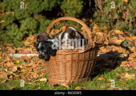 English Cocker Spaniel Welpen im Korb Stockfoto