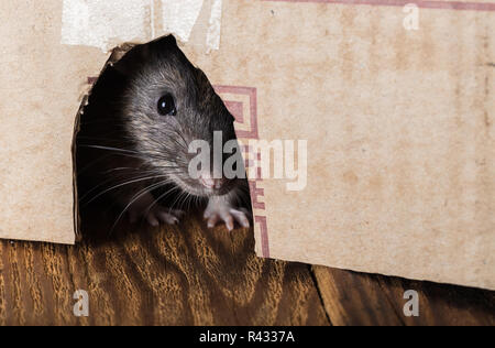 Graue Ratte peeking aus der box close-up Stockfoto