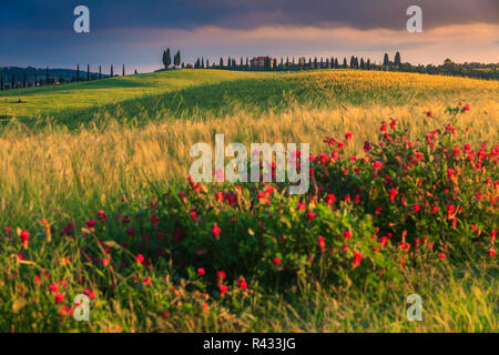 Wundervolles Frühling Toskana Landschaft, typisches Bauernhaus auf dem Hügel, mit Zypressen und bunte Frühlingsblumen, Pienza, Toskana, Italien, Europa Stockfoto