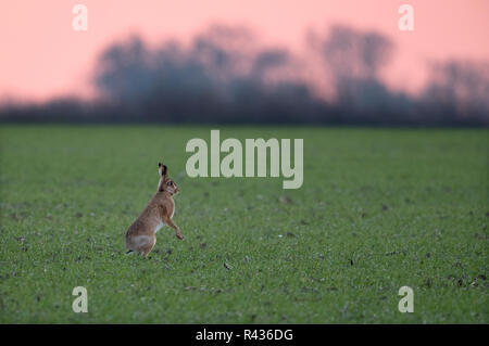 Ein Feldhase (Lepus europaeus) sitzt aufrecht und Alarm für Gefahr im Feld bei Sonnenaufgang, Norfolk Stockfoto