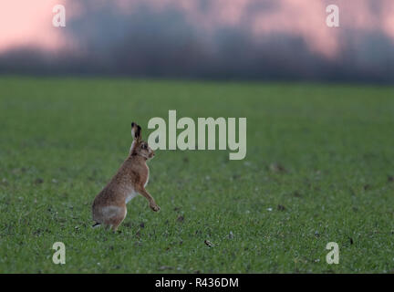 Ein Feldhase (Lepus europaeus) sitzt aufrecht und Alarm für Gefahr im Feld bei Sonnenaufgang, Norfolk Stockfoto