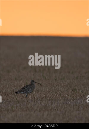 Eine Mission in einem kürzlich geernteten Feld bei Sonnenaufgang, Norfolk Stockfoto