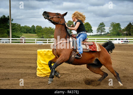 Eine Frau führt Sie Quarter Horse Um den Zylinder auf der NH-HA (Nordallegheny Reiter's Association) Penn-Ohio sanktionierten Wettbewerb auf Septemb Stockfoto