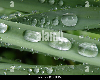 Eine Nahaufnahme von großen Tropfen Tau auf breiten Grashalmen Stockfoto