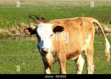 Kuh auf dem Bauernhof Weide Stockfoto
