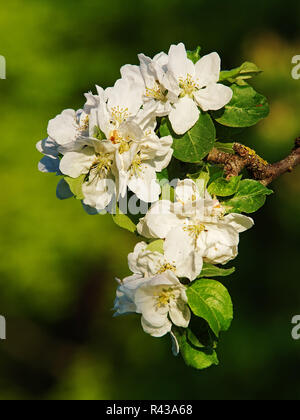 Apfel-Blüten Stockfoto