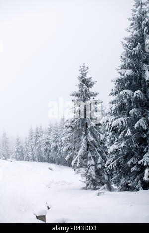 Schneebedeckte Kiefern in den Bergen Stockfoto