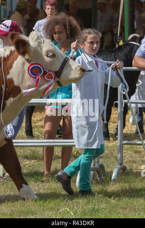 Landwirtschaft zeigen. Aylsham. August Bank Holiday Montag. Blickling. Norfolk. Hereford Rind weiblichen Meister rund um den Ring von einem jungen Landwirt, ​ Augen auf dem Richter geführt. ​ Stockfoto