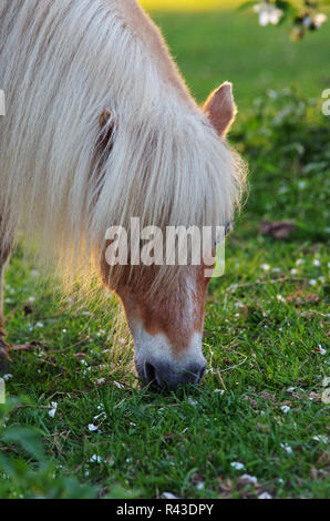 Shetland pony Beweidung Stockfoto