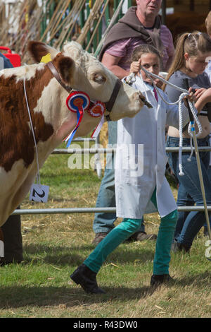 Landwirtschaft zeigen. Aylsham. August Bank Holiday Montag. Blickling. Norfolk. Hereford Rind weiblichen Meister rund um den Ring von einem jungen Landwirt geführt. ​ Stockfoto