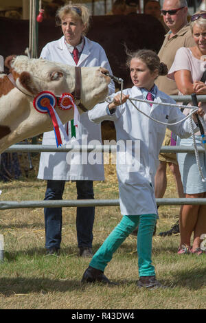 Landwirtschaft zeigen. Aylsham. August Bank Holiday Montag. Blickling. Norfolk. Hereford Rind weiblichen Meister rund um den Ring durch einen jungen weiblichen Landwirt geführt. ​ Stockfoto