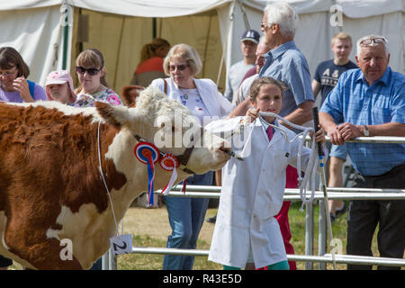 Landwirtschaft zeigen. Aylsham. August Bank Holiday Montag. Blickling. Norfolk. Hereford Rind weiblichen Meister sein um den Ring durch eine junge jugendmädchen Landwirt geführt. ​ Stockfoto