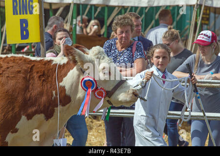 Landwirtschaft zeigen. Aylsham. August Bank Holiday Montag. Blickling. Norfolk. Hereford Rind weiblichen Meister rund um den Ring durch einen jungen weiblichen Landwirt geführt. ​ Stockfoto