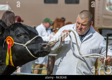 Landwirtschaft zeigen. Aylsham. August​ Feiertag Montag. Blickling. Norfolk. Angus Rinder Meister rund um den Ring durch Viehbestand handler geführt. Stockfoto