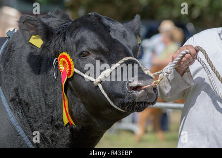 Landwirtschaft zeigen. Aylsham. August​ Feiertag Montag. Blickling. Norfolk. Angus Rinder Meister rund um den Ring durch Viehbestand handler geführt. Stockfoto