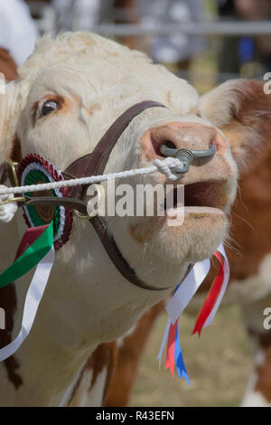 Hereford Bull, Gebrüll. A​Warded Meisterschaft Status, dargestellt durch bunte Rosetten an Halter, verwaltet und im Ring, die durch die Verwendung einer Nase Ring und Neckholder präsentiert. Stockfoto