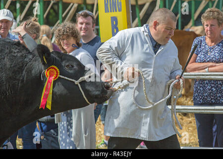 Aberdeen Angus Rind, eine Fleischrasse, Champion, Aylsham Landwirtschaft zeigen, Norfolk. Jährliche, August Bank Holiday. Einige Widerstände müssen überwunden werden. Stockfoto