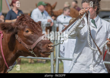 Landwirtschaft zeigen. Aylsham. August Bank Holiday Montag. Blickling. Norfolk. Redpoll weibliche Meister rund um den Ring durch einen weiblichen young​ Bauer geführt. Stockfoto