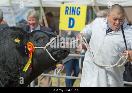 Landwirtschaft zeigen. Aylsham. August Bank Holiday Montag. Blickling. Norfolk. Aberdeen Angus Rind, Rindfleisch Rasse, Rinder Meister rund um den Ring geführt von einem ​Stockman. Stockfoto