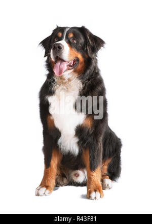 Isolierte Berner Sennenhund Stockfoto