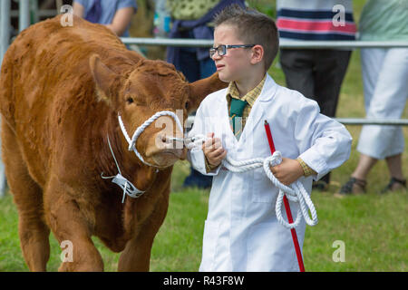 Klasse der Jungen Handler. Junge stockman, führenden Jungen für die Vorlage an den Richter zu steuern. Aylsham Landwirtschaft zeigen, North Norfolk. Jährliche August Bank. ​ Stockfoto