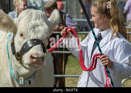 Charolais Kuh, die in den Ring von einem Teenager weibliche Teilnehmer, Klasse der jungen Handler geführt zu werden. Aylsham Landwirtschaft zeigen. Norfolk. Das VEREINIGTE KÖNIGREICH. ​Summer, August Bank Holiday Montag. Stockfoto