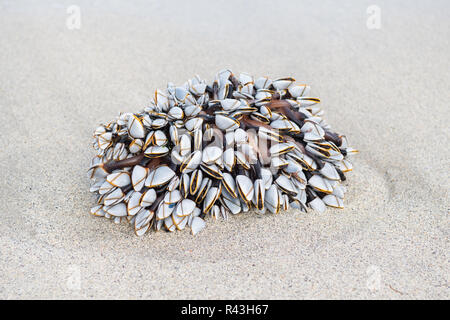 Schwanenhals oder Gans seepocken - lepas anatifera - gewaschen oben am Strand Stockfoto
