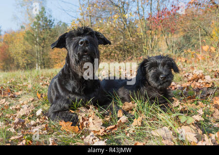 Paar der riesige schwarze Zwergschnauzer Hund Stockfoto