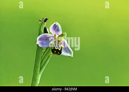 Die Blütezeit der gebürtigen Bienen-ragwurz ophrys apifera Stockfoto