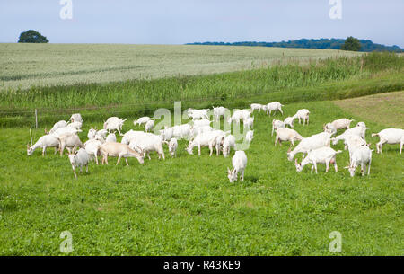 Ziegen auf der Weide Stockfoto