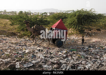 Tourismus camel Warenkorb über Müllkippe voller Kunststoff Papierkorb in Pushkar, Rajasthan, Indien Stockfoto