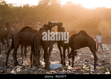 Kamele und die Menschen am frühen Morgen Szene in Pushkar Fair in Rajasthan, Indien Stockfoto