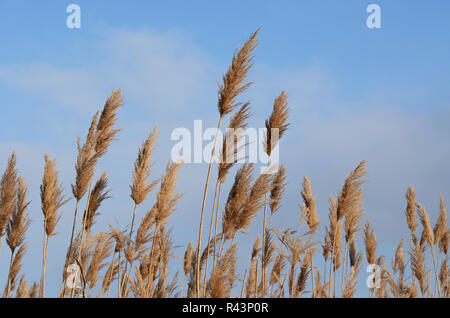 Trockenes Schilf in den Himmel Stockfoto