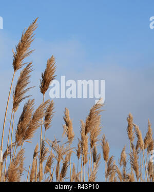 Trockenes Schilf in den Himmel Stockfoto