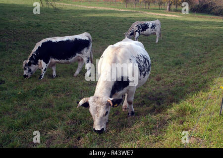 Pustertal, piebald, Vieh Stockfoto