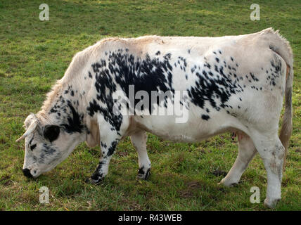 Pustertaler, piebald Rinder Stockfoto