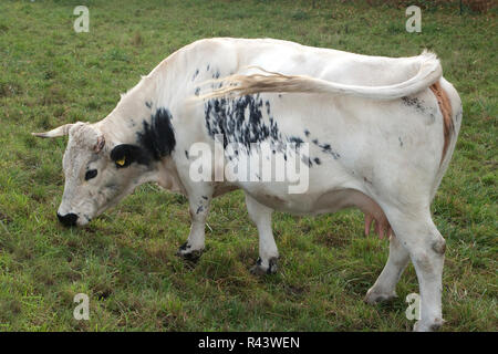 Pustertal, piebald, Vieh Stockfoto