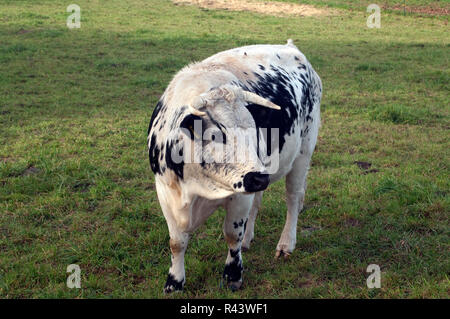 Pustertal, piebald, Vieh Stockfoto