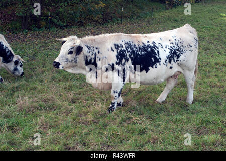 Pustertaler, piebald Rinder Stockfoto