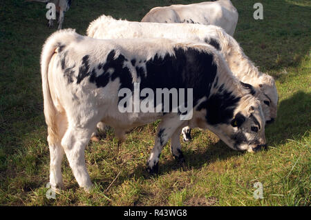 Pustertaler, piebald Rinder Stockfoto