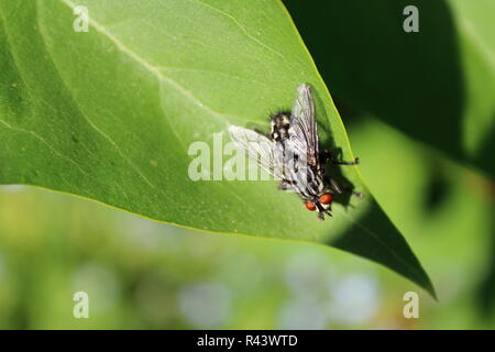 Graues Fleisch fliegen sitzen auf Blatt Stockfoto