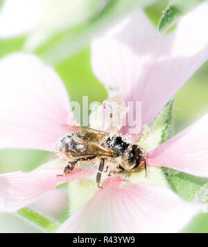 Biene mit Pollen auf ein malva Blume Stockfoto